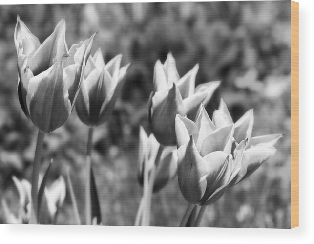 Botanical Wood Print featuring the photograph Burgundy Yellow Tulips in Black and White by James BO Insogna