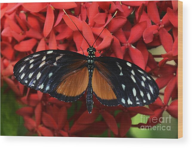 Butterfly Wood Print featuring the photograph Butterfly 1 by Bob Christopher