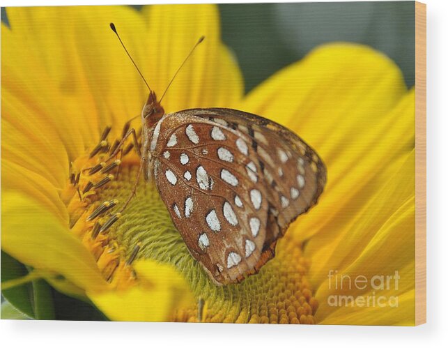 Insects Wood Print featuring the photograph Butterfly Beauty by Cheryl Baxter