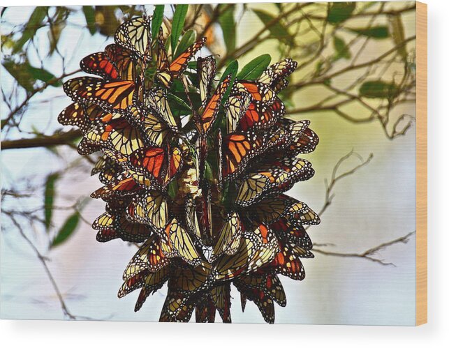 Butterfly Wood Print featuring the photograph Butterfly Bouquet by Diana Hatcher