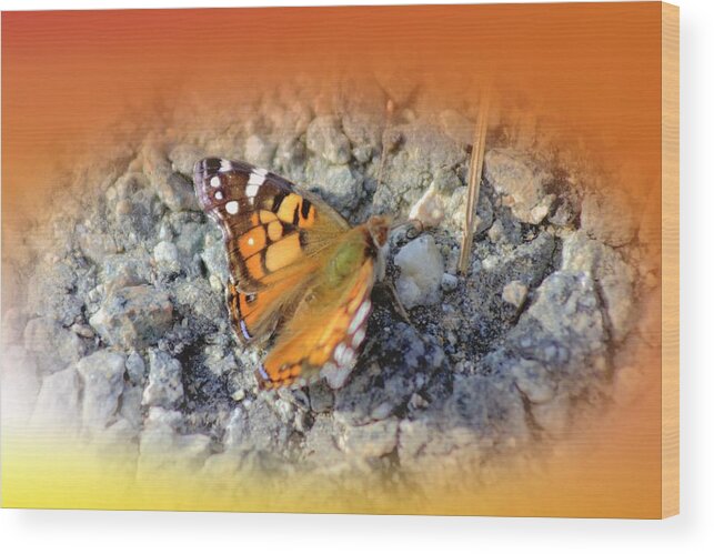 Butterfly Wood Print featuring the photograph Butterfly on the rocks by James Harris