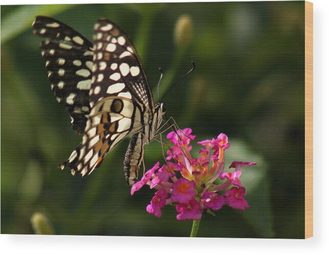 Butterfly Wood Print featuring the photograph Butterfly by Ramabhadran Thirupattur