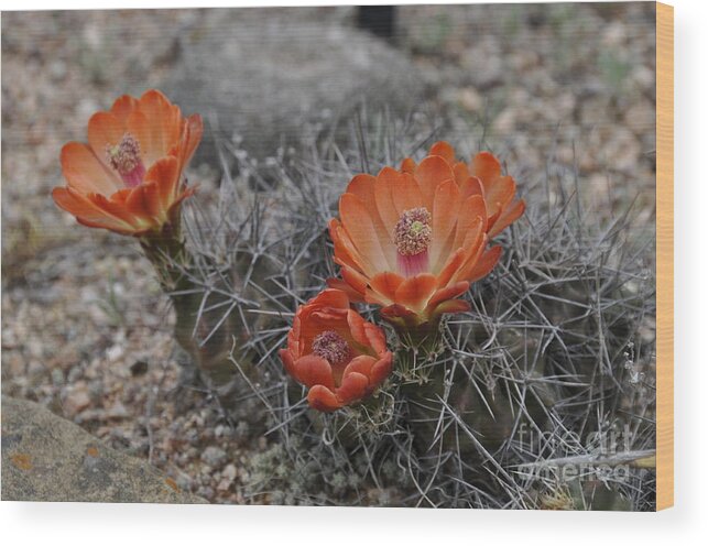Cactus Wood Print featuring the photograph Cactus Beauty by Cheryl McClure