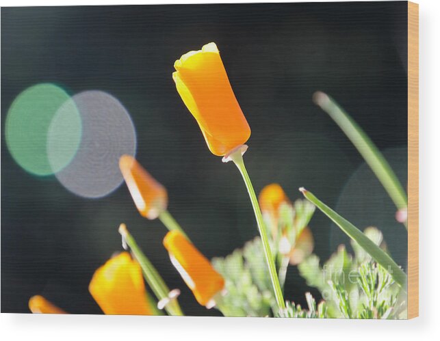 Poppy Wood Print featuring the photograph California Poppies in The Sun by Paul Topp