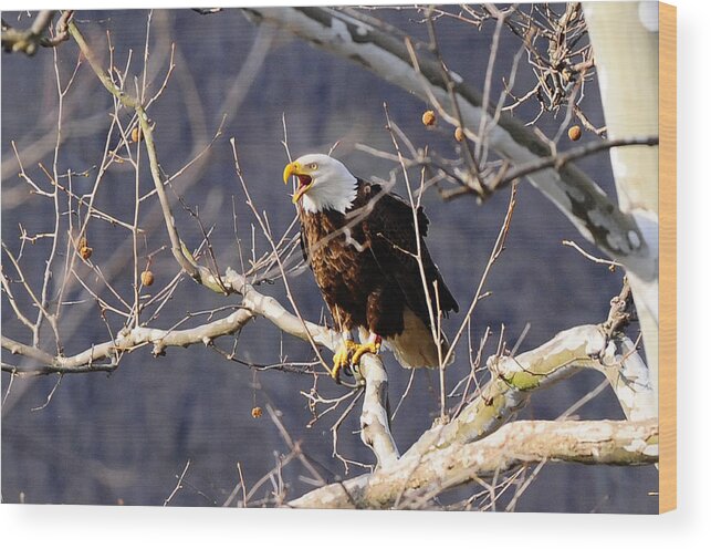 Calling Eagle Wood Print featuring the photograph Calling for his mate by Randall Branham