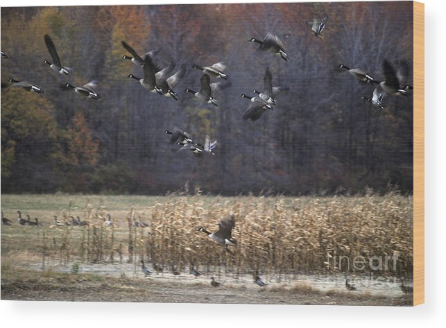Canada Goose Wood Print featuring the photograph Canadian Geese in Flight by Craig Lovell