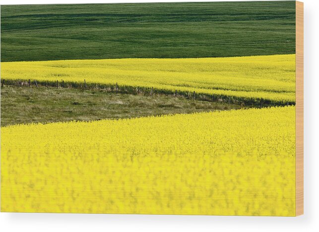 Canola Wood Print featuring the photograph Canola Crop by Mark Duffy