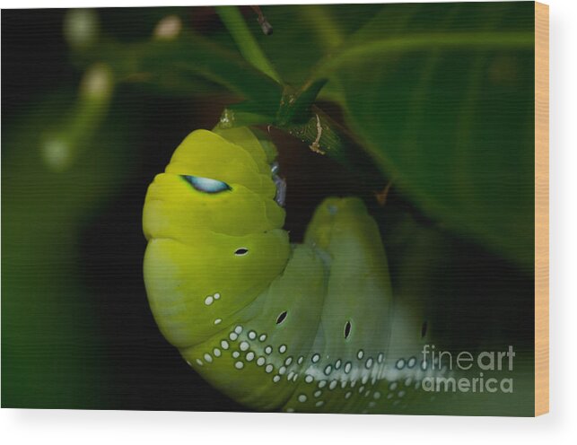 Catepiller Wood Print featuring the photograph Caterpillar by Venura Herath