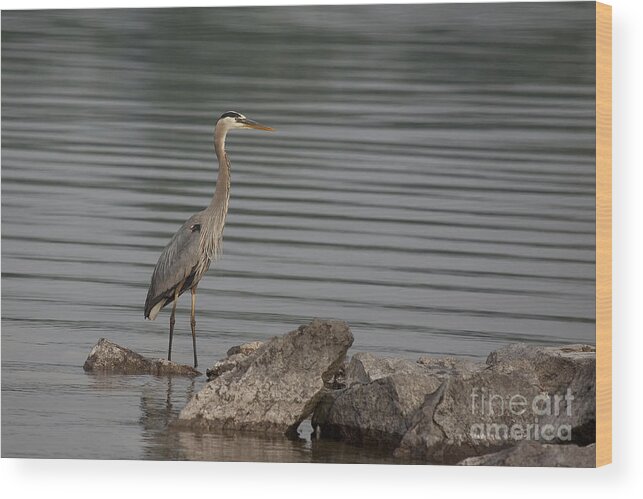 Heron Wood Print featuring the photograph Cautious by Eunice Gibb