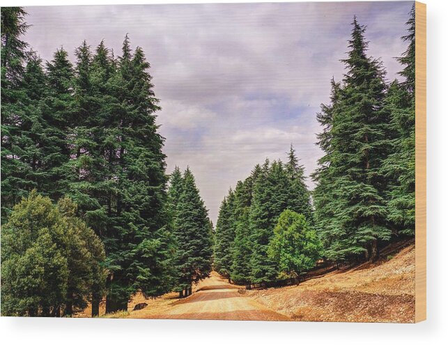 Cedar Wood Print featuring the photograph Cedar forest by Ivan Slosar