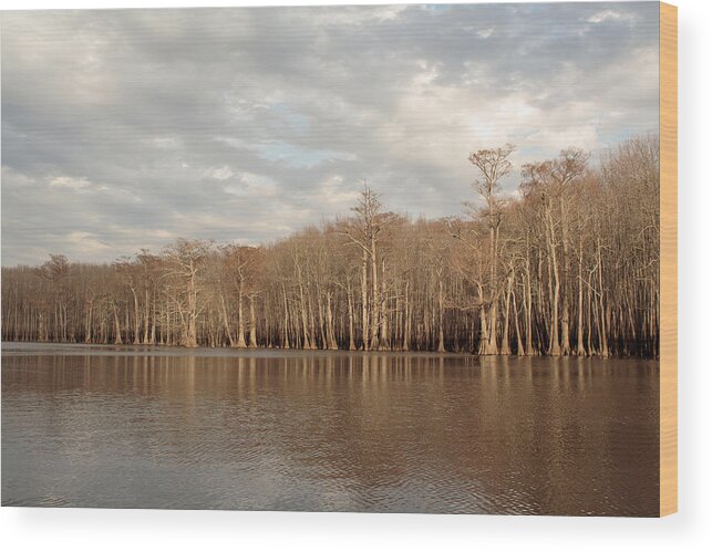 Baldcypress Wood Print featuring the photograph Champion Lake by Daniel Reed
