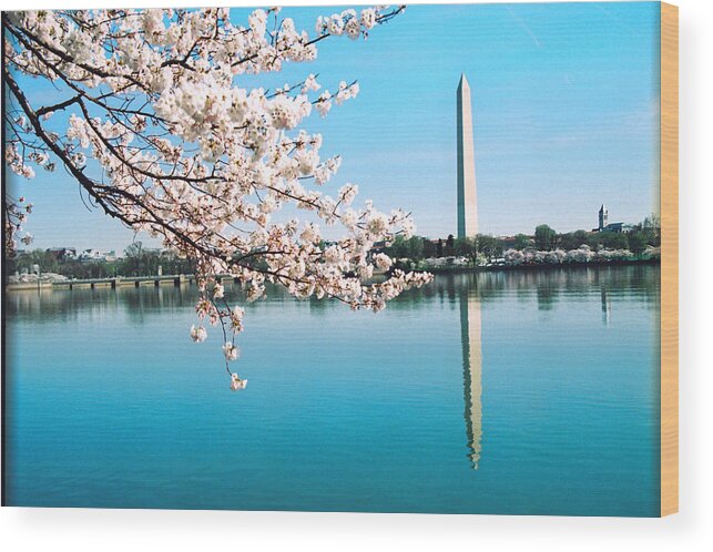 Washington Wood Print featuring the photograph Cherry blossoms by Claude Taylor