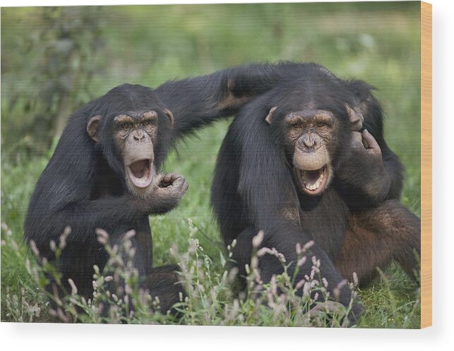 00620524 Wood Print featuring the photograph Chimpanzees Pan Troglodytes Calling by Cyril Ruoso
