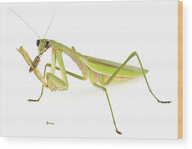 00478885 Wood Print featuring the photograph Chinese Mantis Feeding On Prey by Piotr Naskrecki