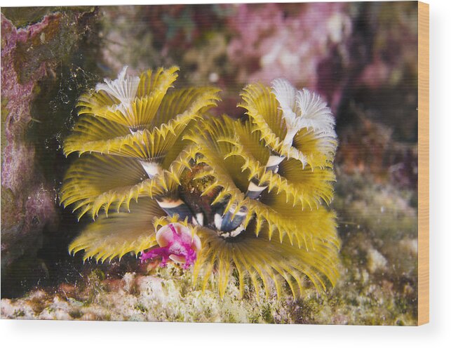 00462755 Wood Print featuring the photograph Christmas Tree Worm Bonaire by Pete Oxford