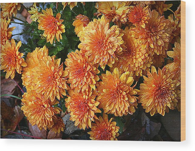 Chrysanthemums Wood Print featuring the photograph Chrysanthemums by Kay Novy
