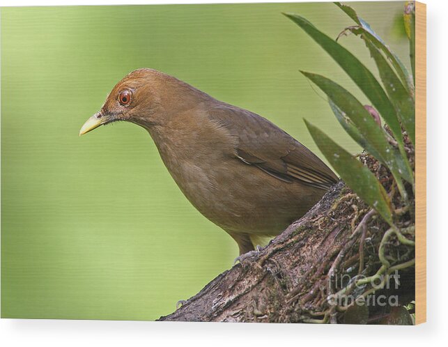 Bird Wood Print featuring the photograph Clay-colored Thrush by Jean-Luc Baron
