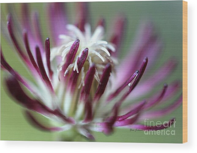 Clematis Wood Print featuring the photograph Clematis in Macro by Yumi Johnson
