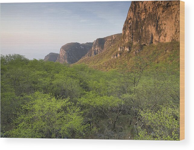 00481413 Wood Print featuring the photograph Cloud Forest And Sandstone Cliffs Hawf by Sebastian Kennerknecht