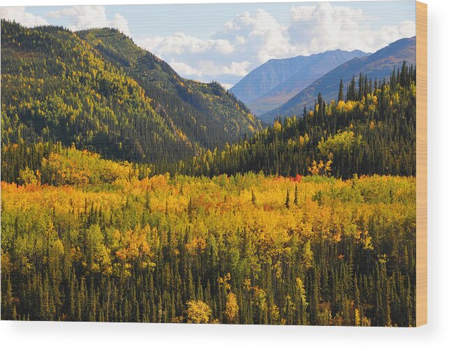 Denali National Park Wood Print featuring the photograph Color in the Cove by Alan Lenk