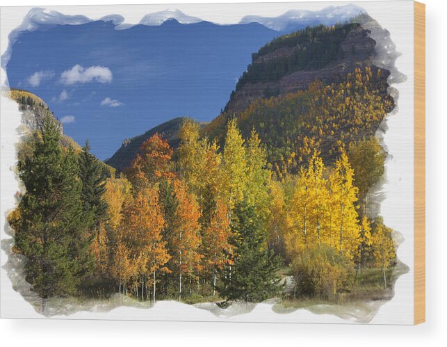 Aspens Wood Print featuring the photograph Colorado Aspens by Judy Deist