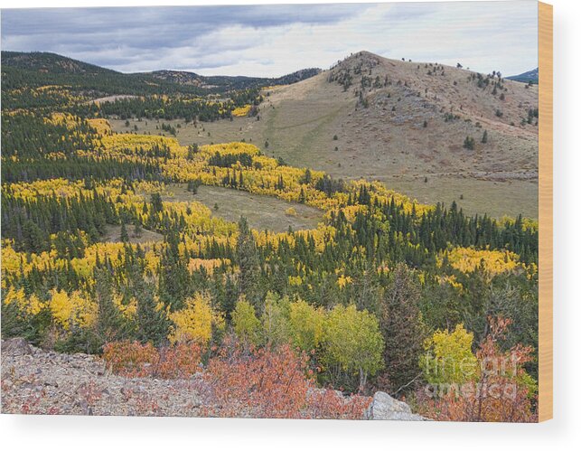 Colorful Wood Print featuring the photograph Colorado Autumn Aspens Colors by James BO Insogna