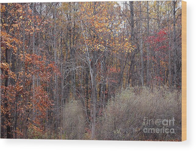 Fall Colors Similar Beautiful Matching Autumn Wood Print featuring the photograph Colors Galore by Vilas Malankar