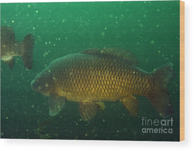 Fish Wood Print featuring the photograph Common Carp by Ted Kinsman