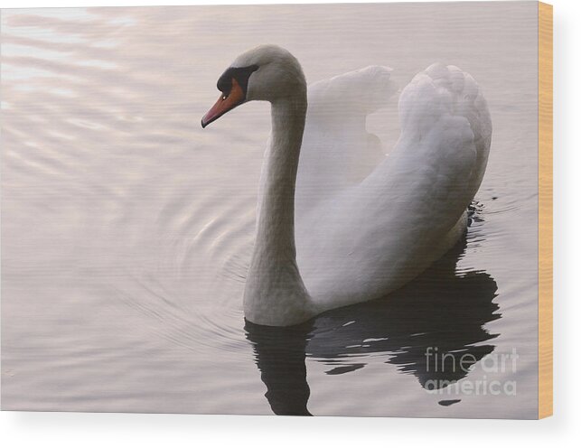 Swan Wood Print featuring the photograph Completely Elegant by Bob Christopher
