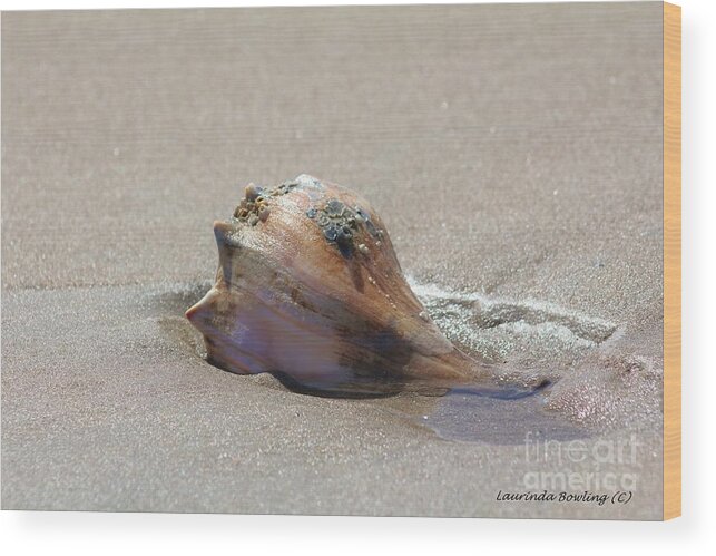 Conch Wood Print featuring the photograph Conch Shell by Laurinda Bowling