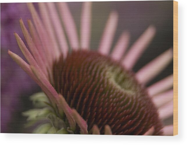 Echinacea Wood Print featuring the photograph Cone flower studies 2012 by Margaret Denny