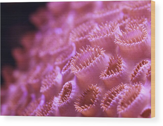 Coral Wood Print featuring the photograph Coral Close-Up II by Adam Pender
