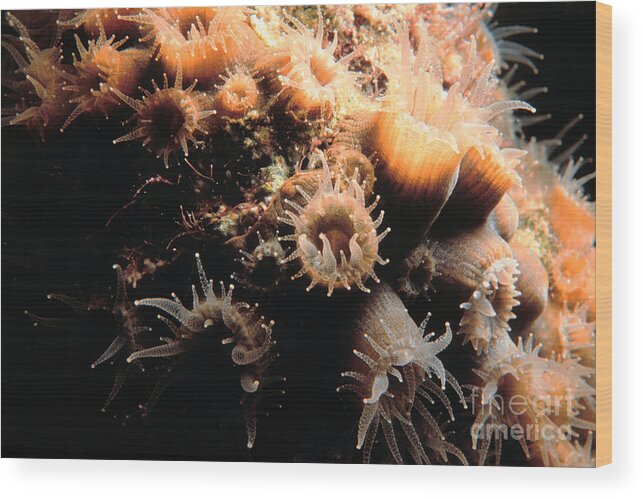 Coral Wood Print featuring the photograph Coral feeding 5 by Mike Nellums