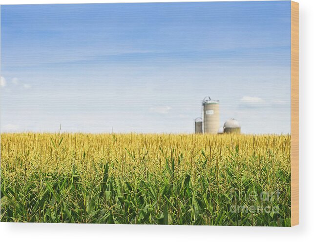 Agriculture Wood Print featuring the photograph Corn field with silos 2 by Elena Elisseeva