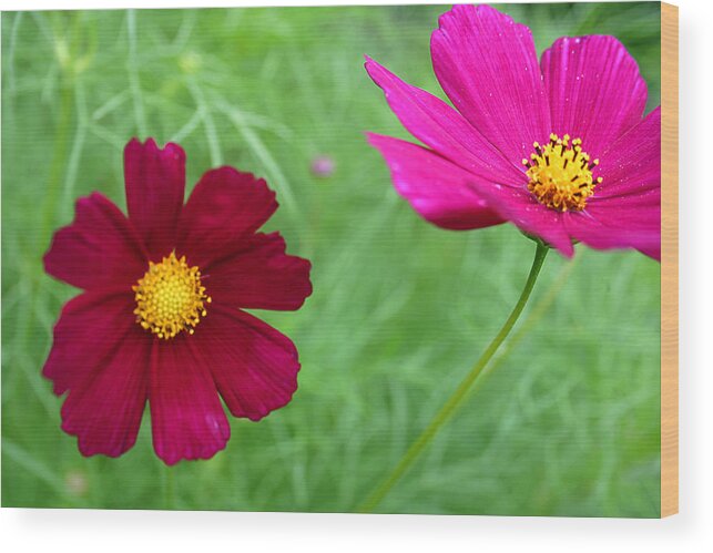 Anniversary Wood Print featuring the photograph Cosmea rose by Emanuel Tanjala