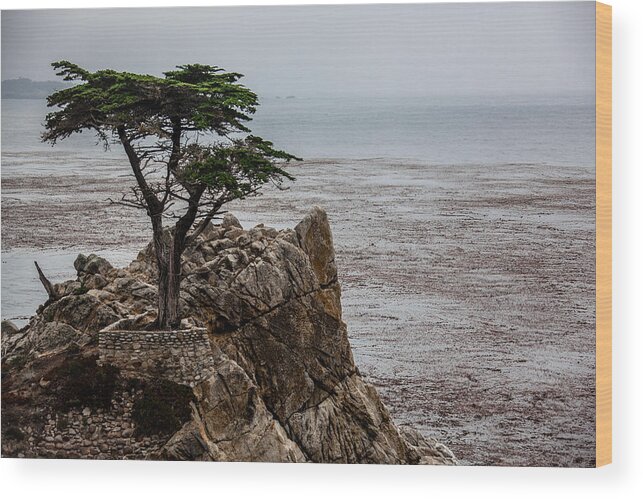 Cypress Wood Print featuring the photograph Cpress by Ralf Kaiser