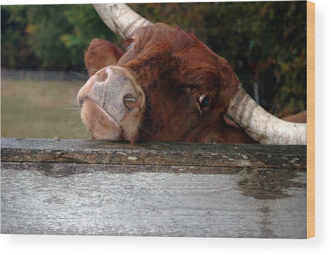 Usa Wood Print featuring the photograph Crazed Look in the bulls eye by LeeAnn McLaneGoetz McLaneGoetzStudioLLCcom