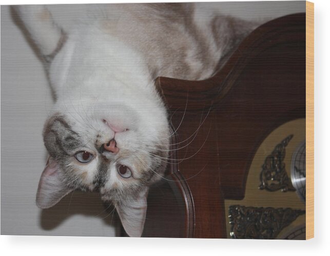 My Cat Wood Print featuring the photograph Crazy Cat by Kristin Elmquist