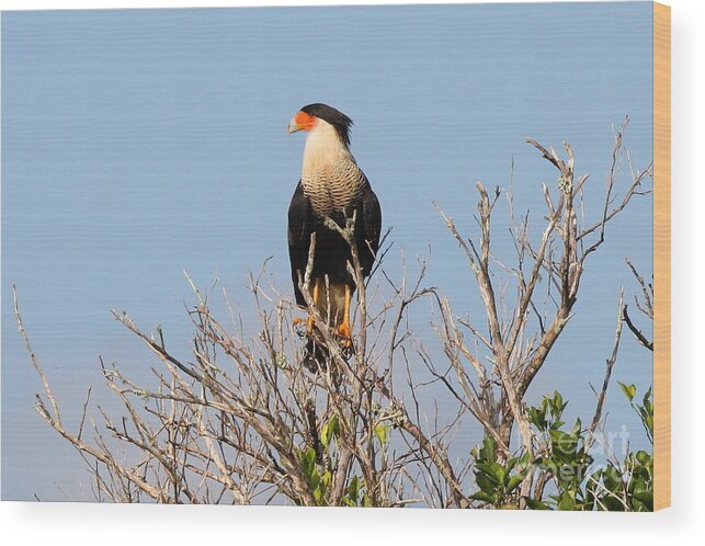 Crested Cara Cara Wood Print featuring the photograph Crested Cara Cara by Jennifer Zelik