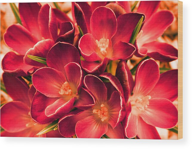 Flower Wood Print featuring the photograph Crimson Crocus by Carolyn Stagger Cokley