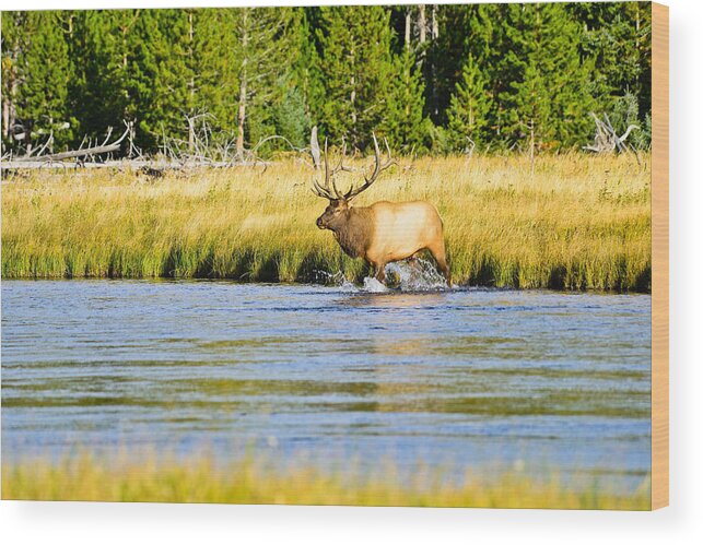 Bull Elk Wood Print featuring the photograph Crossing the Madison by Greg Norrell