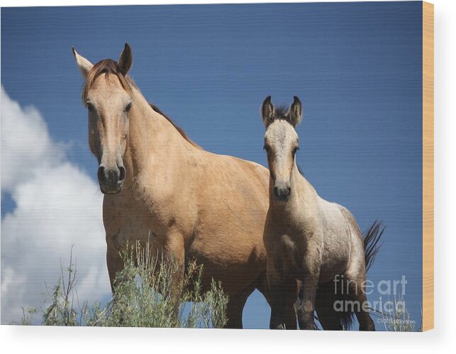 Horses Wood Print featuring the photograph Curiosity - Monero Mustangs Sanctuary by Veronica Batterson