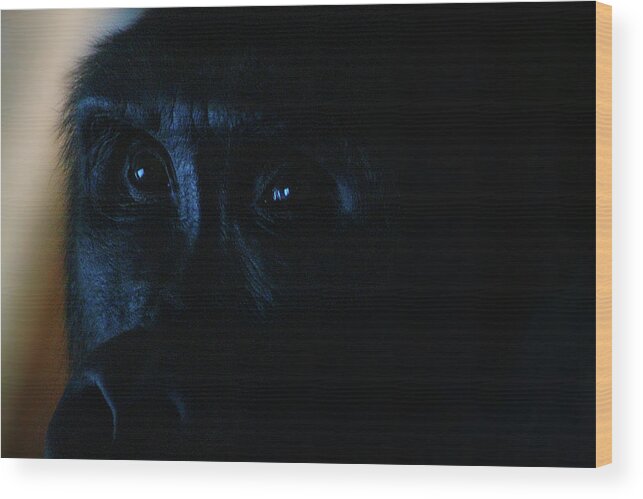 Hovind Wood Print featuring the photograph Curious Eyes by Scott Hovind