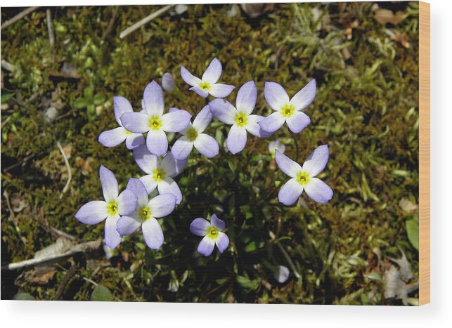 Flowers Wood Print featuring the photograph Dainty Wild Flowers by Kim Galluzzo