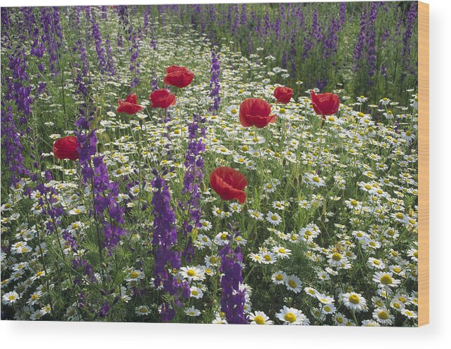 00193677 Wood Print featuring the photograph Daisies Delphinium and Poppies by Konrad Wothe