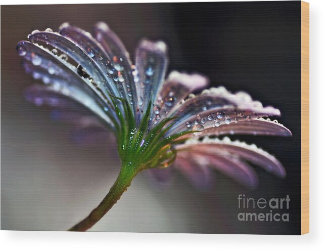 Photography Wood Print featuring the photograph Daisy Abstract with Droplets by Kaye Menner