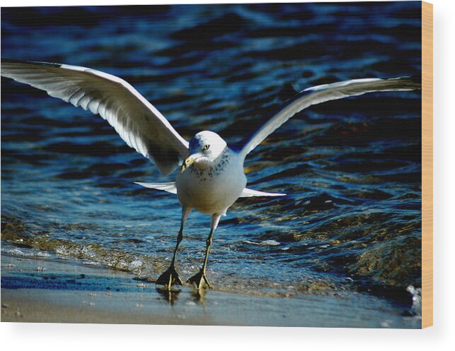 Seagull Wood Print featuring the photograph Dance Move by David Weeks