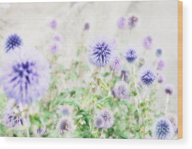 Purple Flower Wood Print featuring the photograph Dancing Queen by Ivy Ho