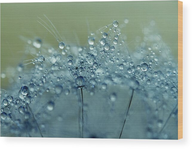 Dandelion Wood Print featuring the photograph Dandelion Drops in Blue by Sharon Johnstone