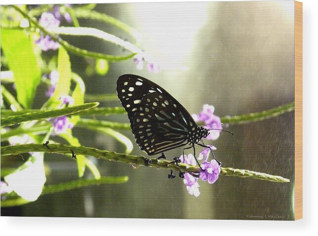 Animal Wood Print featuring the photograph Dark Blue Tiger Butterfly in the Rain by Kimmary MacLean